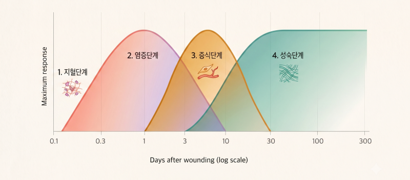 "수술 부위가 단단해요!" 부유방 수술 후 유착이 생기는 이유